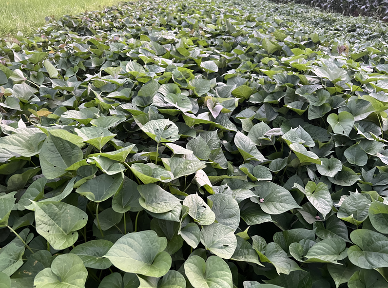 關于邀請參加廣東甘薯機械化生產集成技術推廣活動的通知