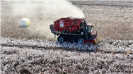 沃得采棉機(jī)用“價(jià)優(yōu)＋質(zhì)優(yōu)”重塑新疆棉區(qū)采收生態(tài)