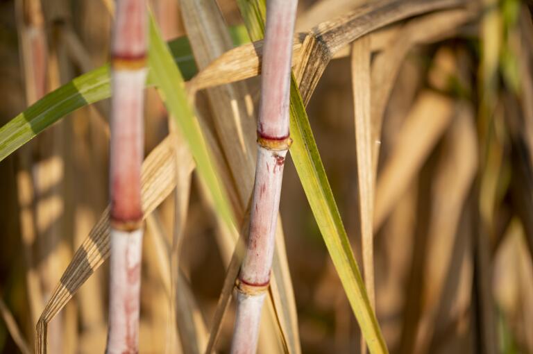 柳城推广联合机收与分步式机收“双轨并行”模式 促进糖料蔗机收提质增量