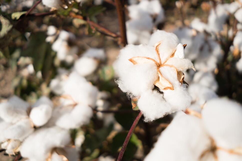 全国农技中心召开全国棉糖生产形势分析会