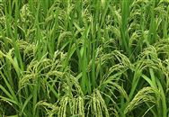 江西省印發(fā)耕地地力保護(hù)補(bǔ)貼方案，既定補(bǔ)貼標(biāo)準(zhǔn)為112元/畝