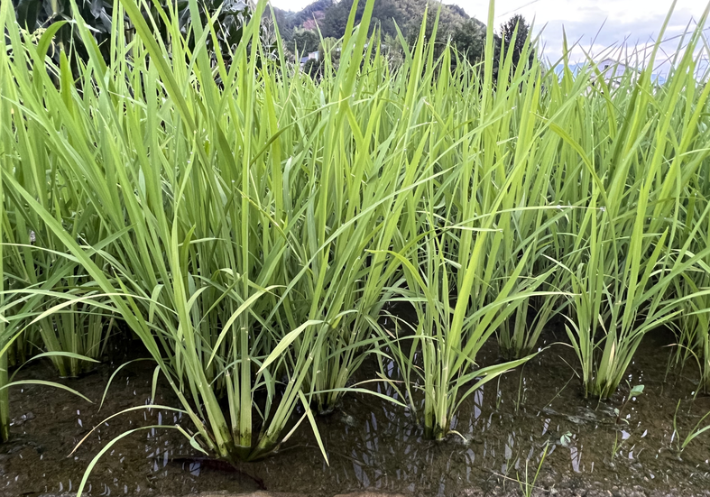 云南省三部門出臺農機推廣應用支持政策，涉及糧食、果蔬、中藥等多種機械！